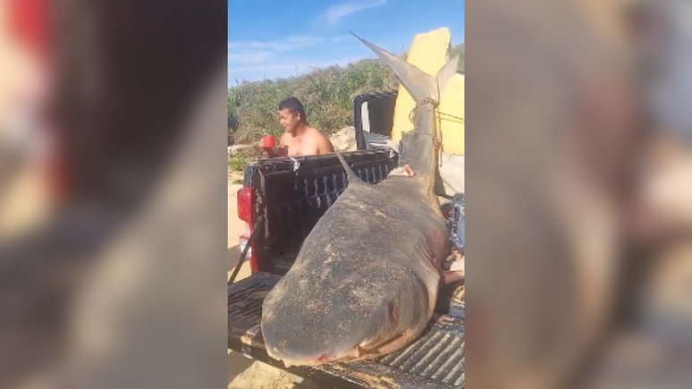 Tubarão-tigre de quase 300 kg é pescado em Conceição da Barra