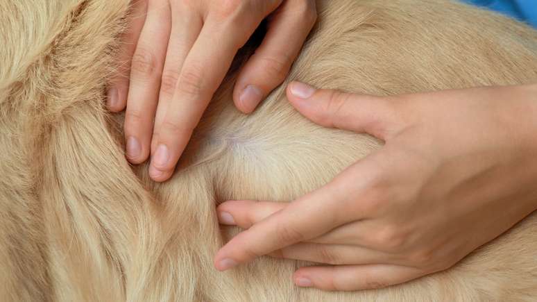 Aprenda a proteger a pele e os pelos dos cães no verão