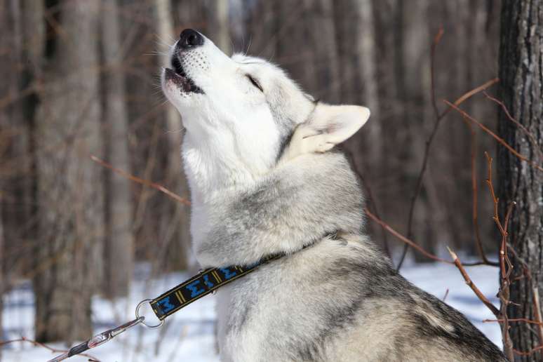 O husky é uma das raças de cachorro que uiva com mais frequência 
