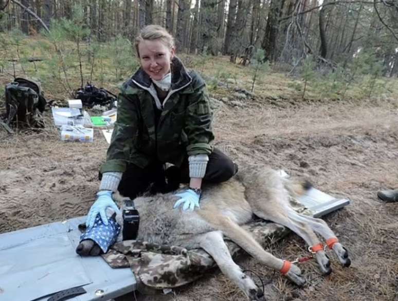 A pesquisadora Cara Love com um lobo perto de Chernobyl