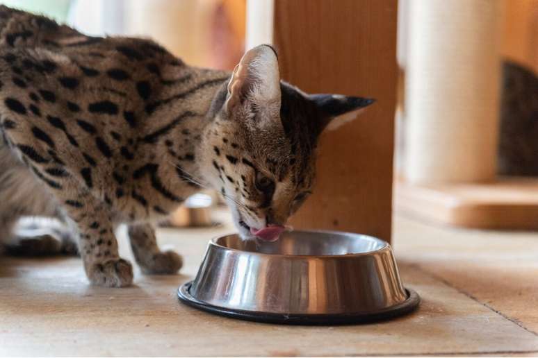 Consultar o veterinário garante que a alimentação atenda às necessidades específicas dos gatos savannah 