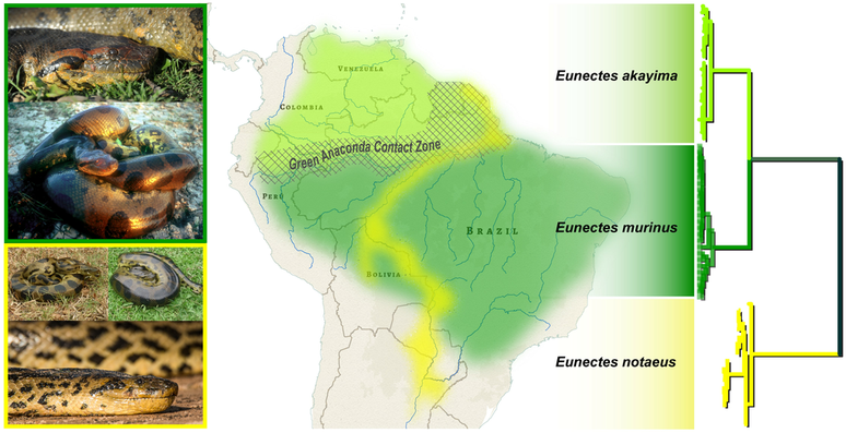Nova espécie de sucuri é descoberta na Amazônia, após análise genômica (Imagem: Rivas et al., 2024/MDPI Diversity)