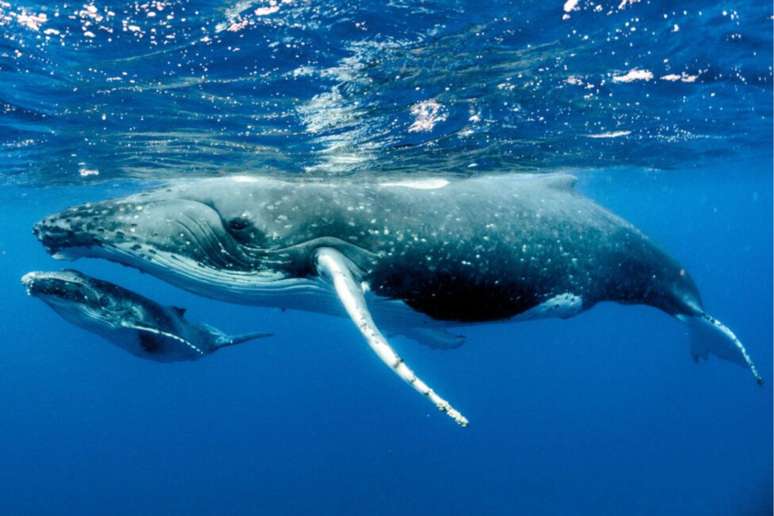 As baleias demonstram um laço maternal forte entre mãe e filhote 
