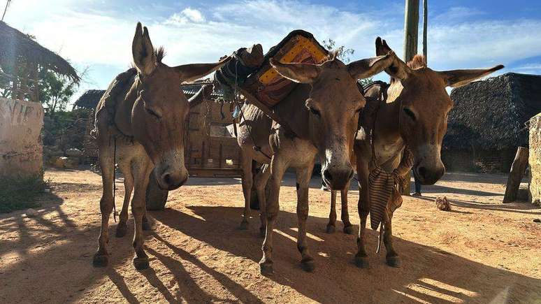 Jumentos puxam carroça em uma pedreira