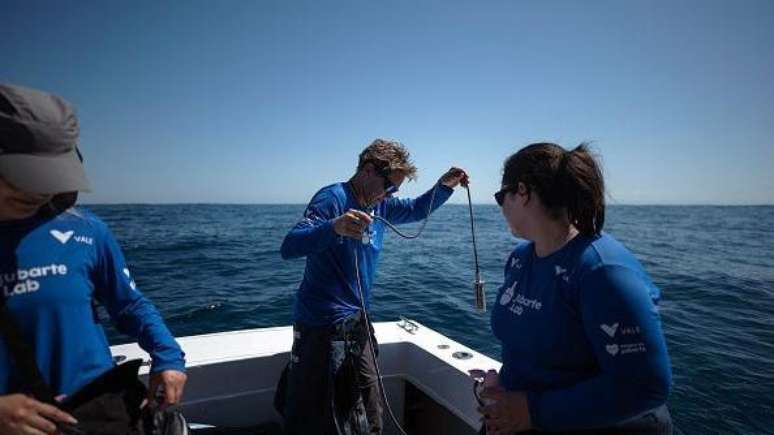 Pesquisadores dizem que as evidências dos danos que a poluição sonora dos oceanos pode causar vêm crescendo nas últimas décadas