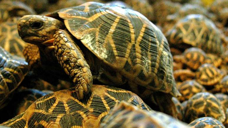 As tartarugas-estrelada-indiana estão a um passo da extinção