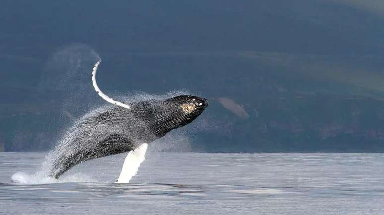 Baleia jubarte avistada nas proximidades da Ilha de Bering, na Rússia