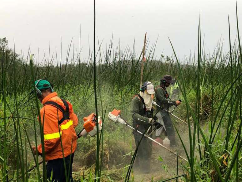 Projeto Olha o Clima, Litoral, do Instituto de Estudos Ambientais Mater Natura, já conseguiu recuperar 4 hectares de mangues e tem a meta de chegar a 6 hectares até o fim deste ano.