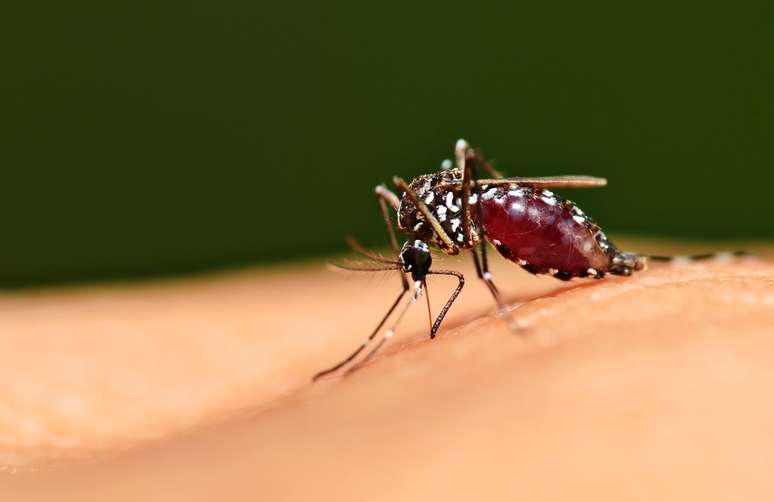 Aumento de casos e vacina da dengue