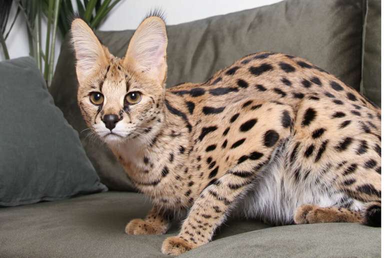 O gato ashera está entre as raças mais caras do mundo