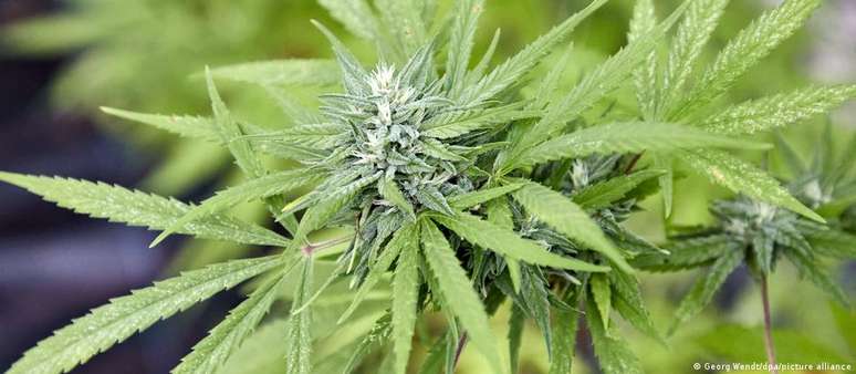 Essas plantas de cannabis poderão ser cultivadas em pequenas quantidades na Alemanha no futuro