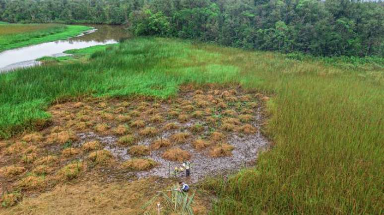 Área em processo de restauração com a remoção de braquiárias-d'água, no litoral do Paraná. Ecossistema do mangue está ameaçado.