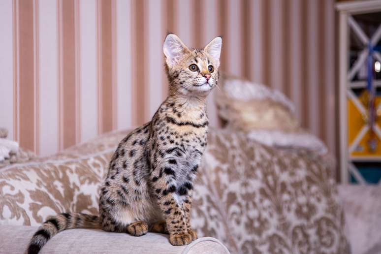 O gato savannah é uma das raças mais recentes e caras do mundo 