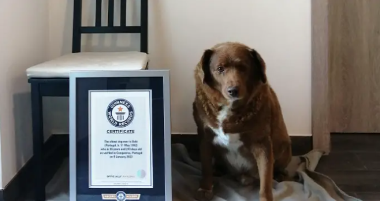 Cachorro mais velho do mundo tem título retirado