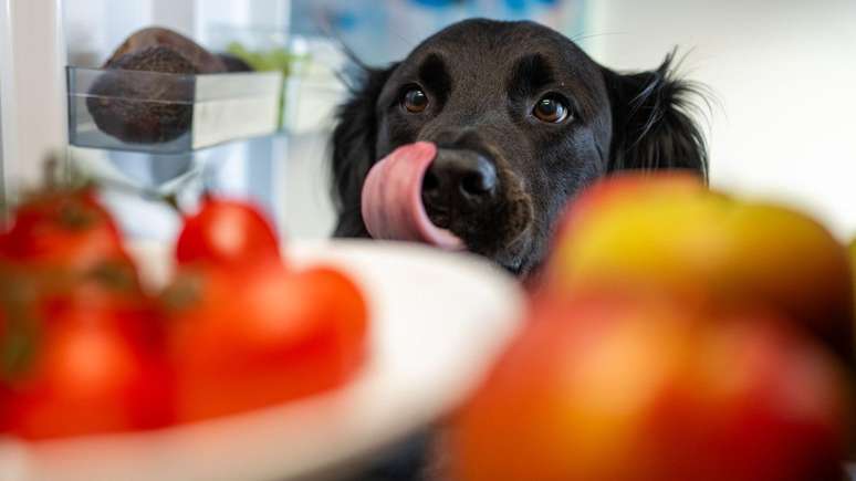 Pet owners who spend money on “popular” food for their pets