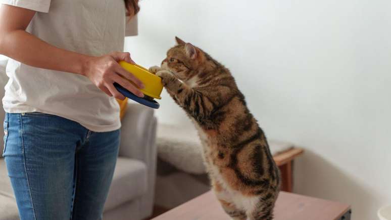 Experts say humans are increasingly prioritizing their pets' health over their own, including their diet. Experts say humans are increasingly prioritizing their pets' health over their own, including their diet.