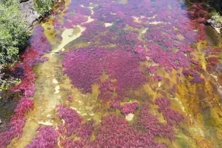 Planta aquática dá coloração a rio na Colômbia