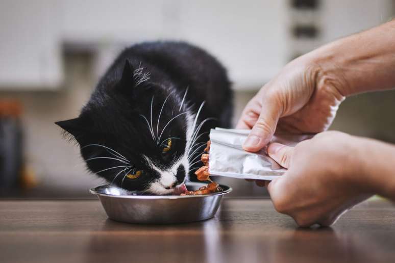 A alimentação úmida deixa a refeição mais saborosa para os gatos