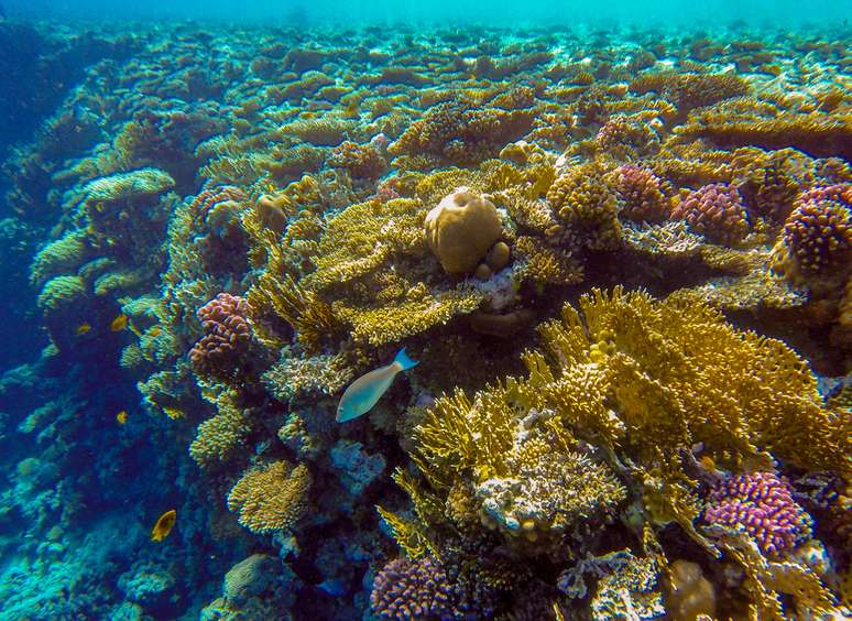 ecossistema marinho com recife de até 60 metros de altura é descoberto na costa do ES