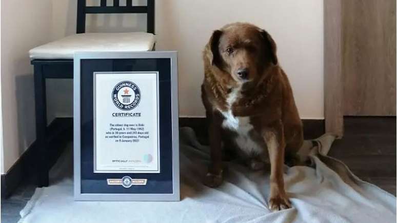 Bobi, até então o cão mais velho do mundo, perdeu o título por falta de evidências