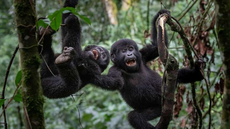 Alguns animais podem usar humor para fortalecer os laços com seus semelhantes