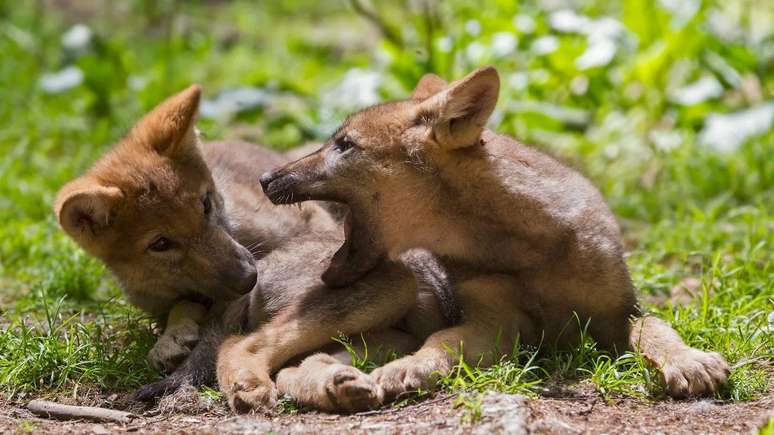 Os lobos e outras espécies também parecem praticar as mesmas brincadeiras