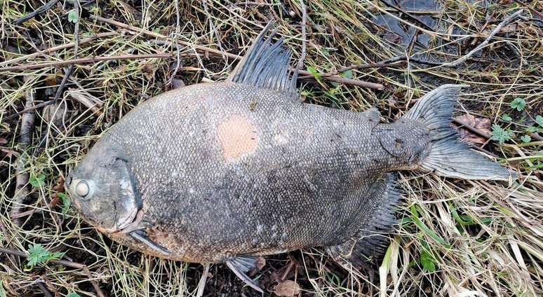 O peixe foi encontrado no Lago Garadice, no interior da Irlanda