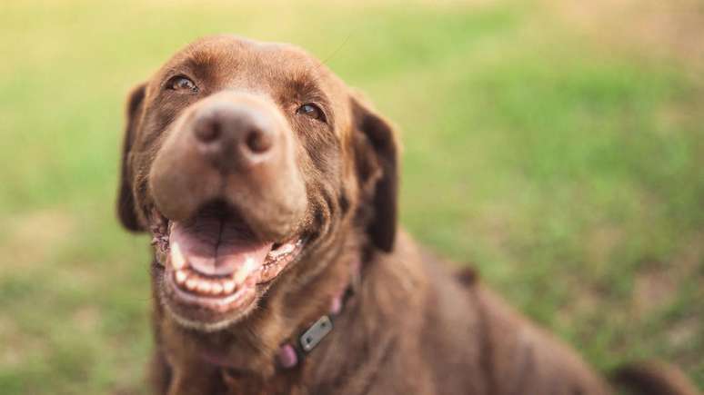 Os cães podem ser incentivados a brincar quando corremos com eles