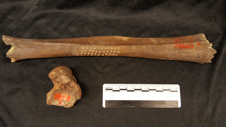 Two bones from Vittrup Man, with markings indicating the location from which the study material was collected (Image: Fischer et al./PLOS One)