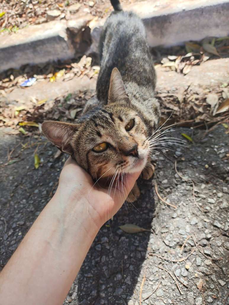 A estudante Heloísa Sola Carmona é apaixonada por animais e já fez alguns resgates, como desse gato encontrado na rua