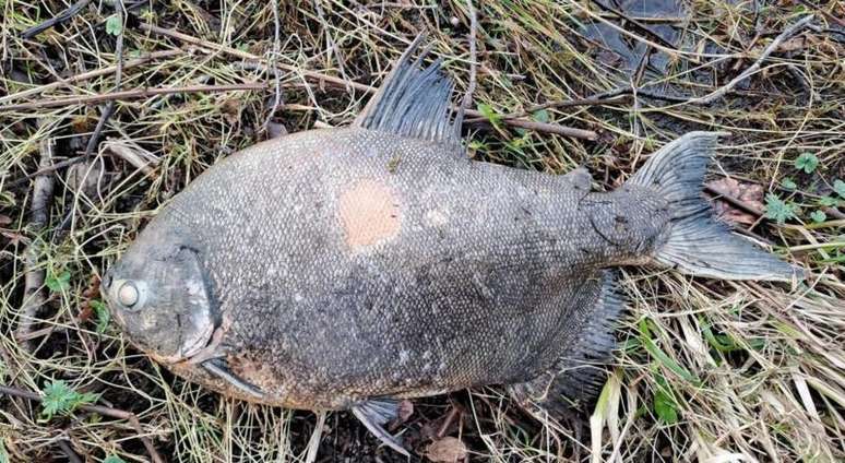 Pacu é encontrado em lago no interior da Irlanda e intriga pesquisadores