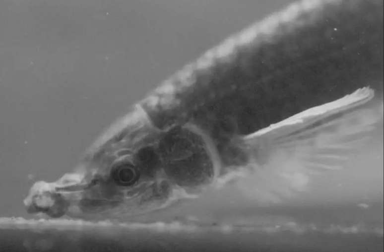 Pesquisadora estuda como peixe projeta tromba pela mandíbula