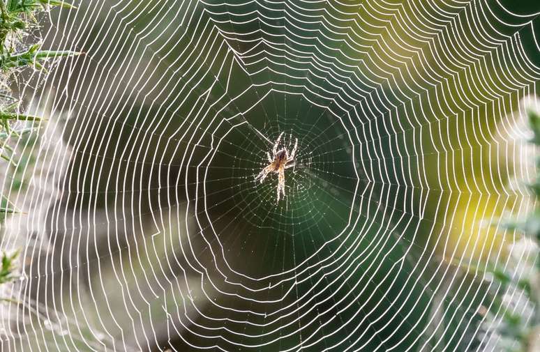 Após picada de aranha, é preciso identificar a espécie e buscar ajuda médica (Imagem: Nelsonart/Envato)