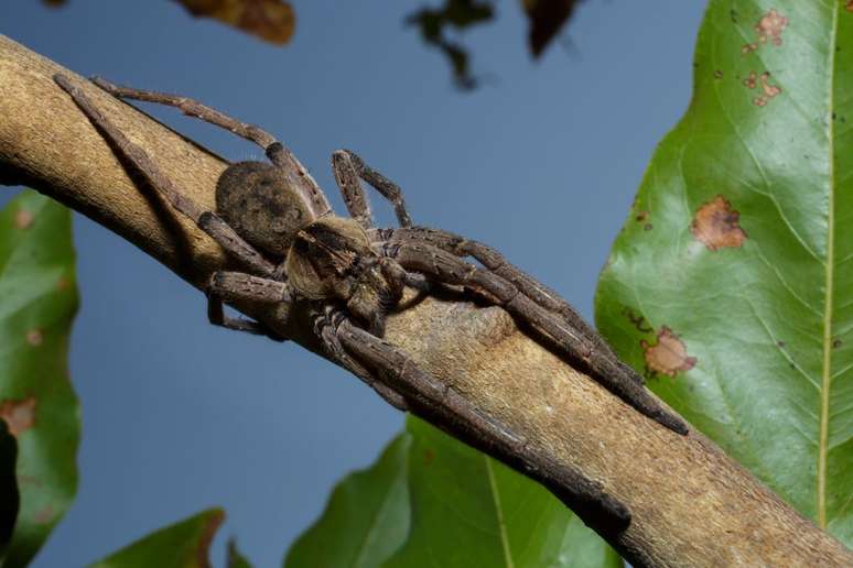 Em caso de picada da aranha-armadeira, pode ser indicado o soro antiaracnídico (Imagem: Thomas Fuhrmann/CC-BY-4.0)