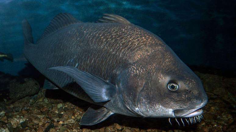 Outro peixe barulhento, mas de grande porte, é o Pogonias cromis, conhecido como miraguaia