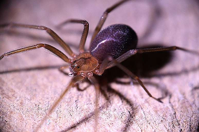 Picada da aranha-marrom pode causar necrose em 3 dias, quando não é tratada (Imagem: Francisco Corado Rivera/Pixabay)