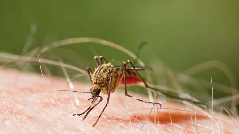 Não há um medicamento específico para o tratamento da dengue