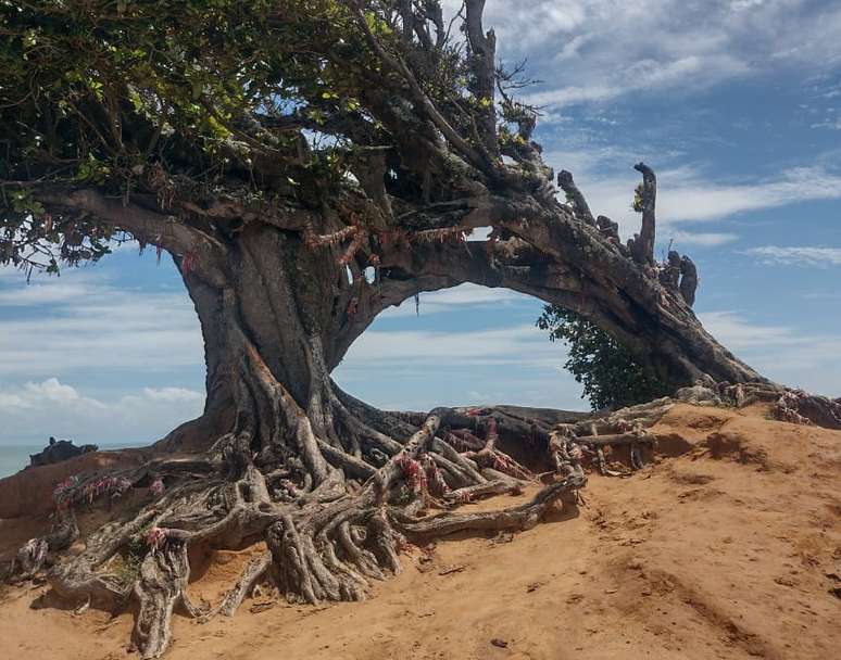 'Árvore do Amor' de 300 anos é vandalizada em praia do Rio Grande do Norte