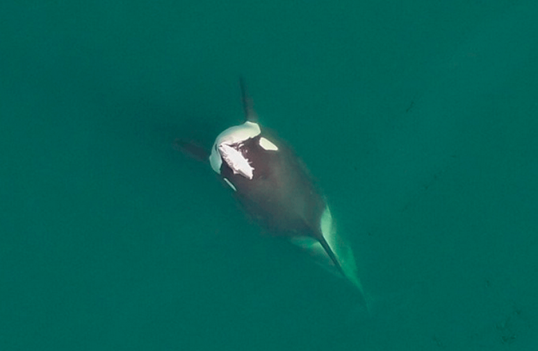 Orcas foram flagradas com 'chapéus' de salmão