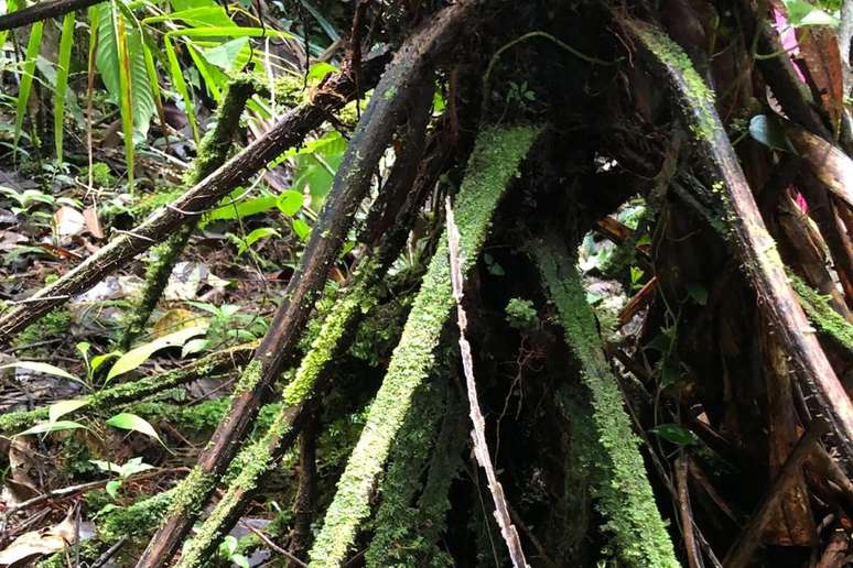 Samambaia "zumbi" transforma folhas mortas em raízes