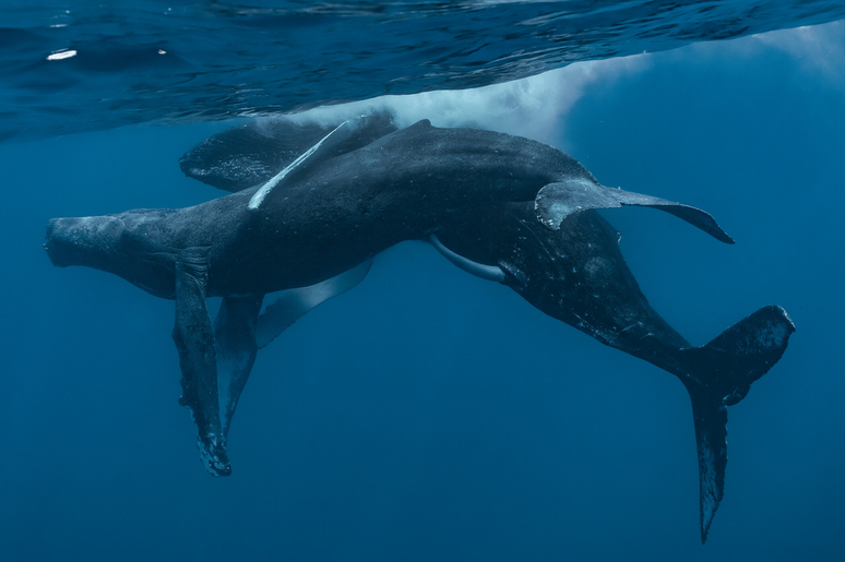 Baleias macho acasalam em novo registro (Imagem: Stack et al, 2024/Marine Mammal Science)