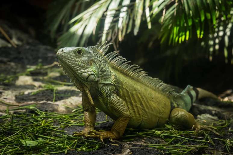 A iguana verde é considerada um animal exótico 