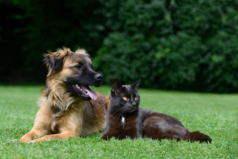 Cachorro e gato são considerados animais domésticos 