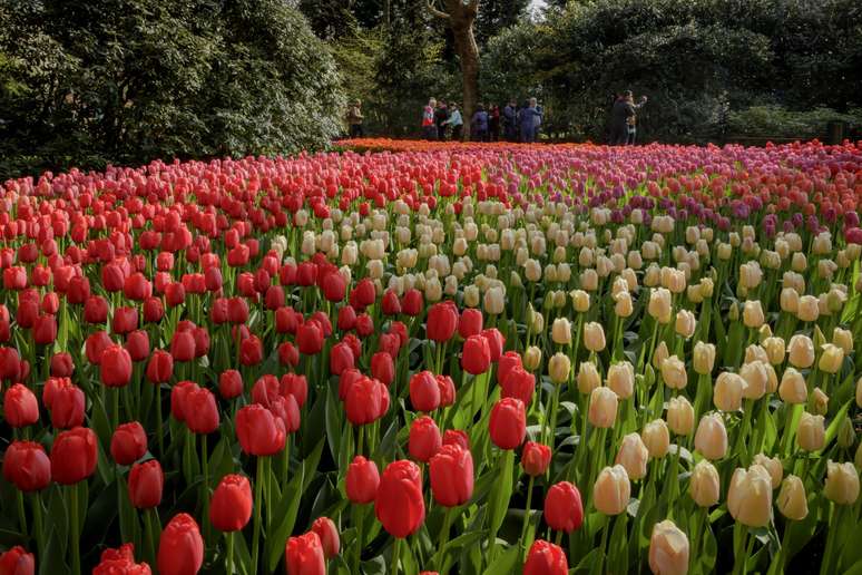 Os Jardins de Keukenhof ficam em Lisse, nos arredores de Amsterdã