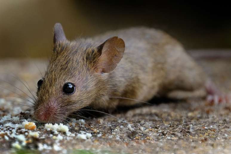 O rato é considerado um animal sinantrópico 