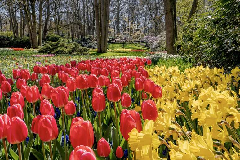 Apesar de terem uma importância central, as tulipas não são as únicas flores cultivadas em Keukenhof