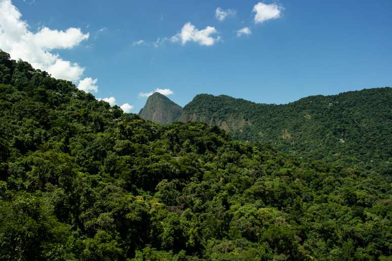 Rico em diversidade da fauna e da flora, a Mata Atlântico é um dos seis biomas brasileiros.