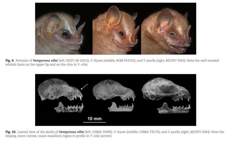 Pequena espécie de morcego é descoberta nas Américas (Imagem: Garbino et al., 2024/Journal of Mammalogy)