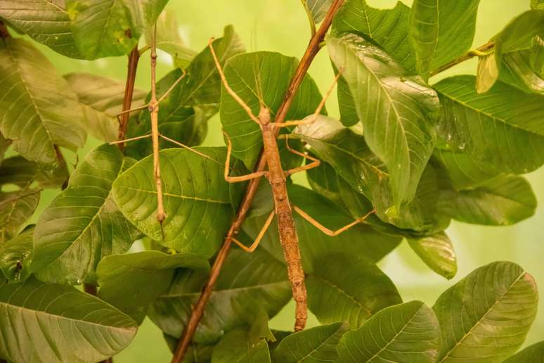 Foto: Divulgação/Planeta Inseto