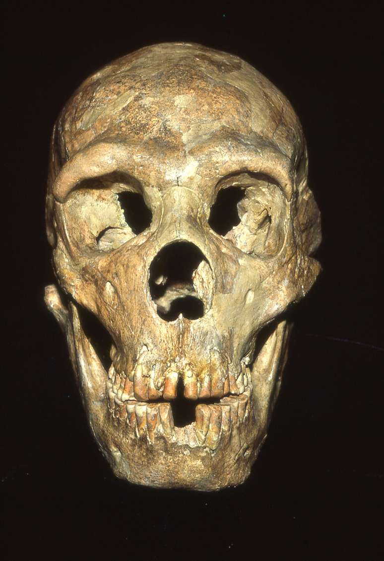 Análises de ossada com 50 mil anos indicam que neandertal teria tido deficiência de visão devido a uma pancada